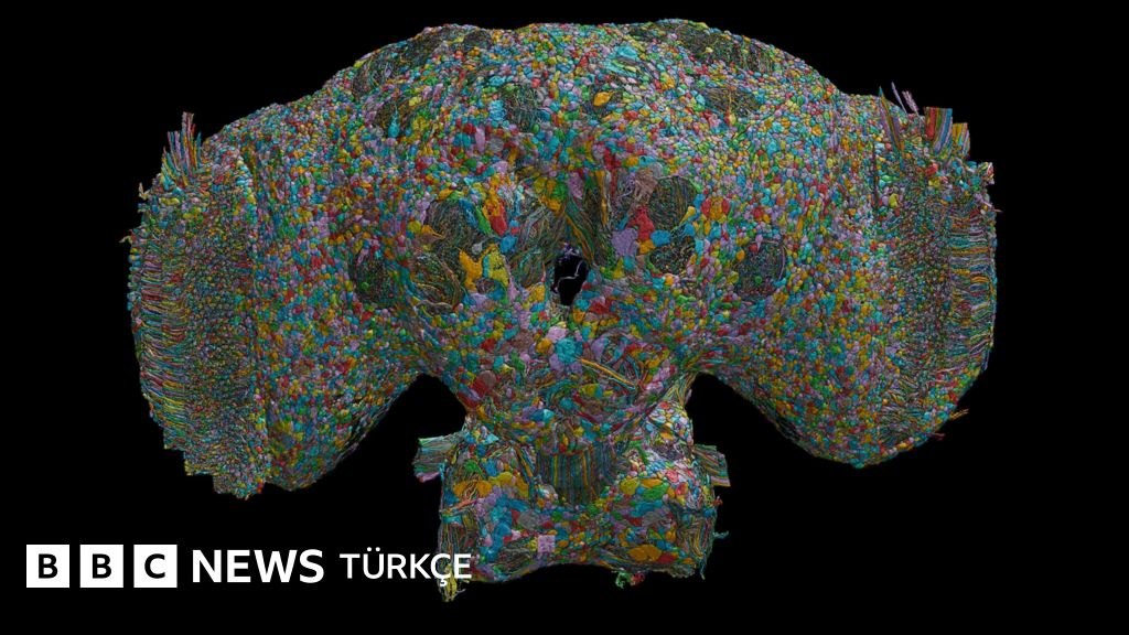 Bir sineğin beyin haritası insan davranışlarına dair neler anlatıyor?